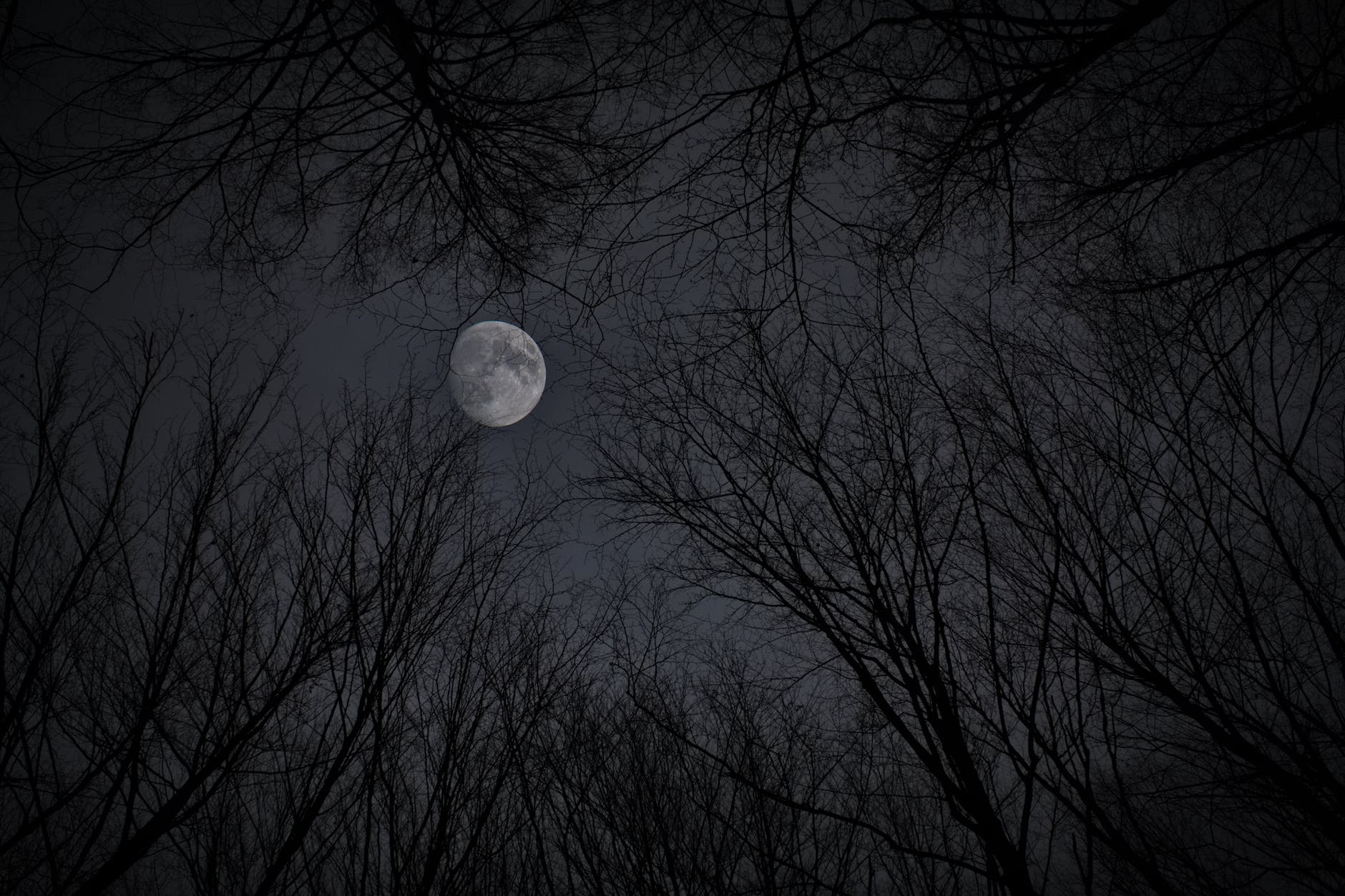 white moon in gray sky with trees