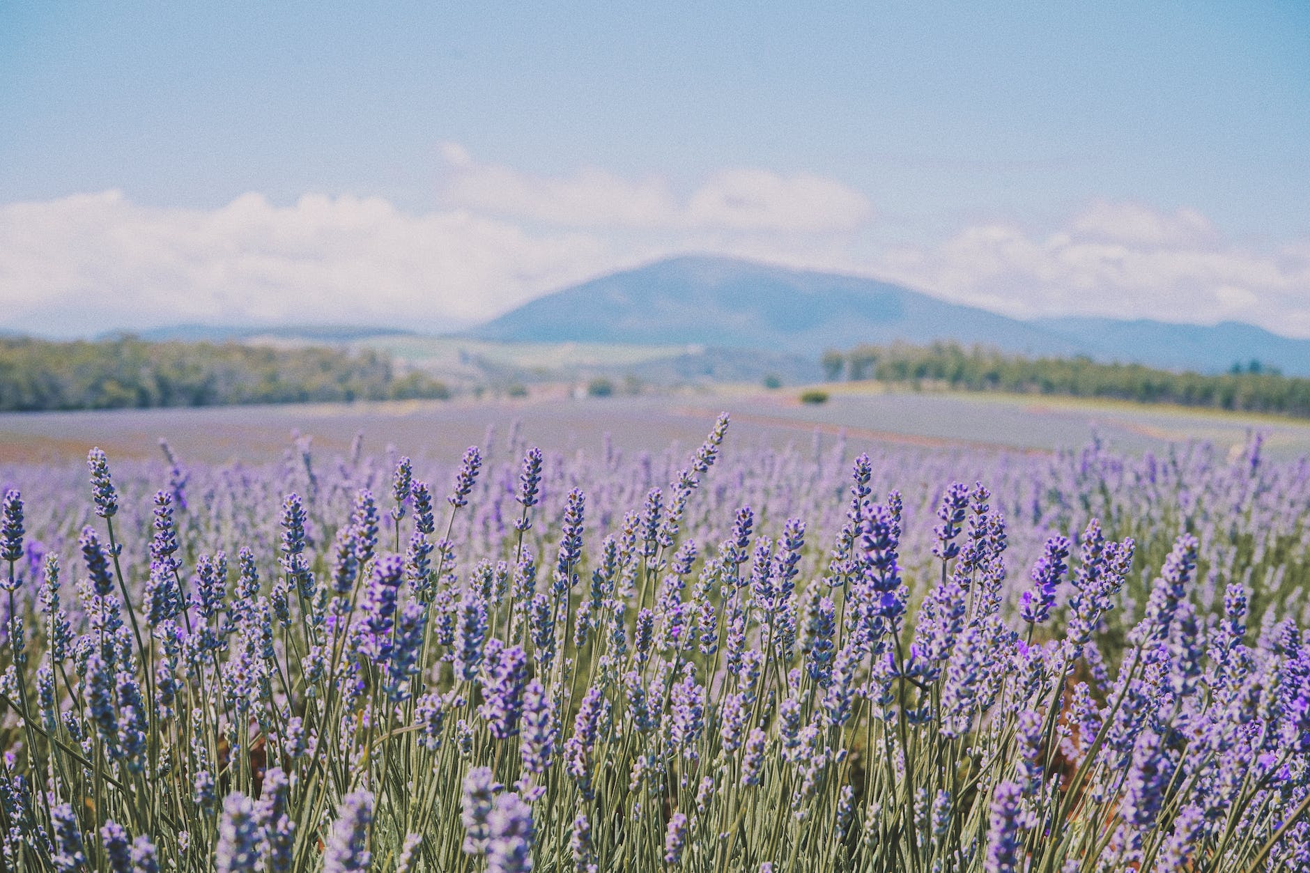 lavender field in bloom