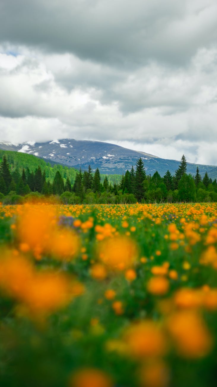 a flower field near the green trees under the white clouds