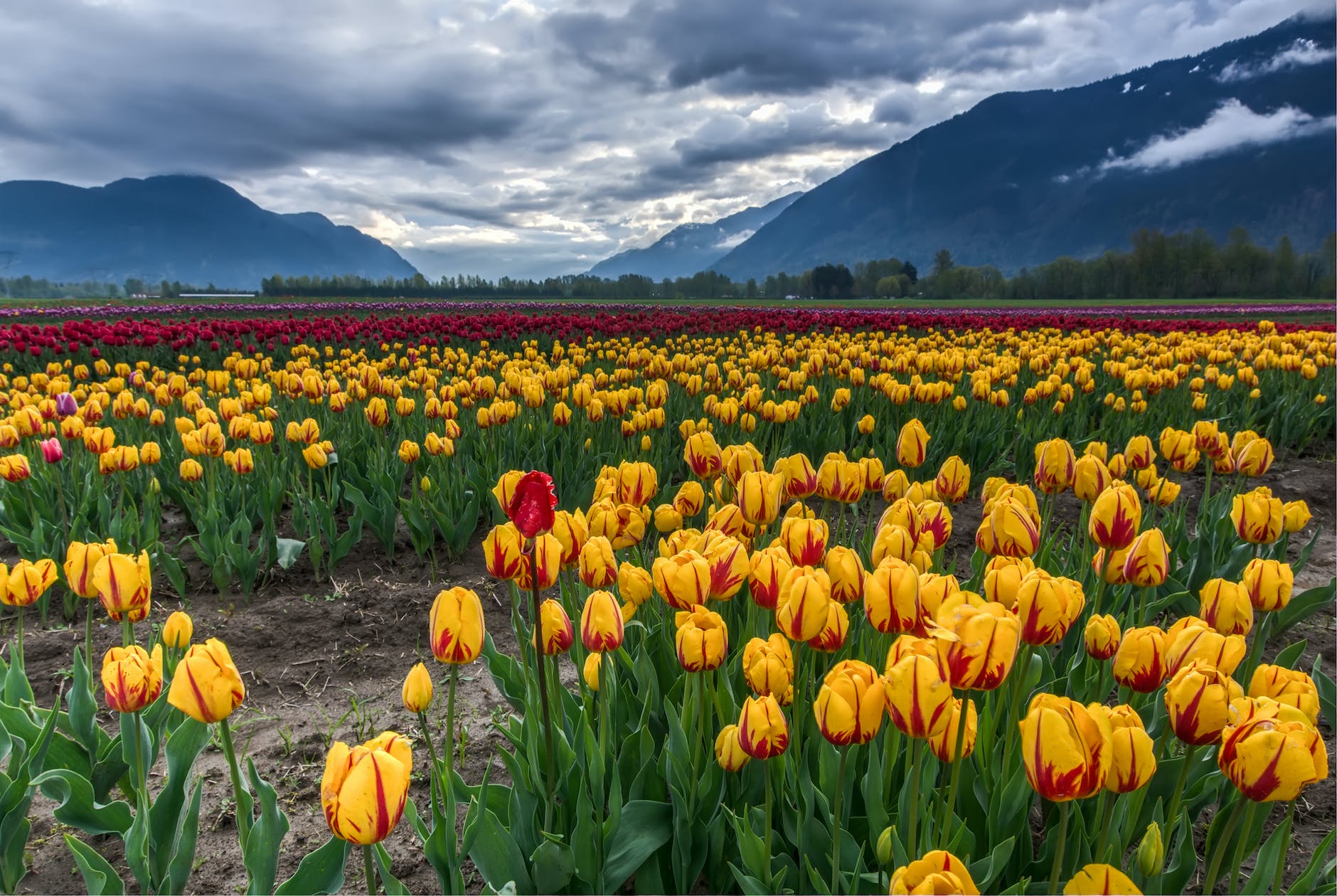 photo of field of yellow and red tulips