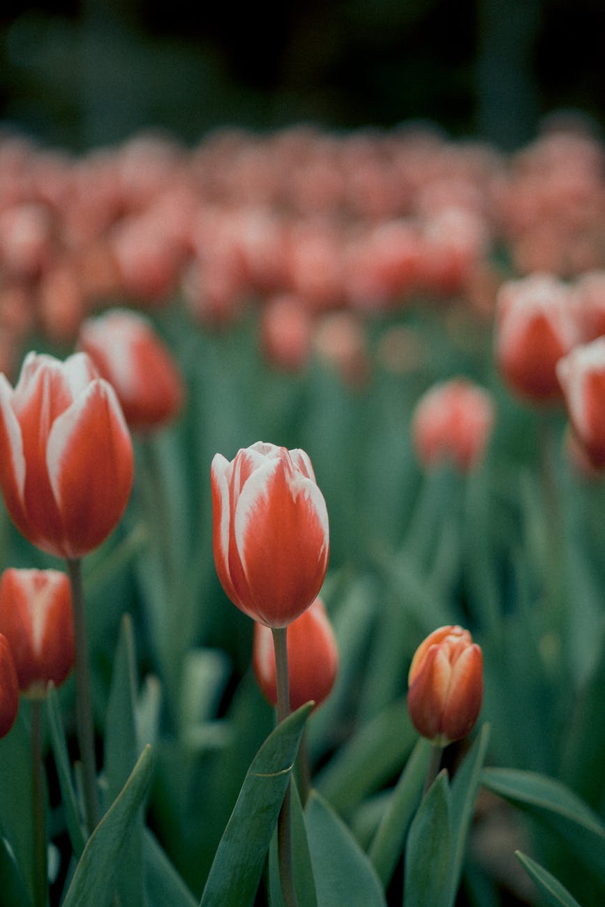 selective focus photography of red tulip