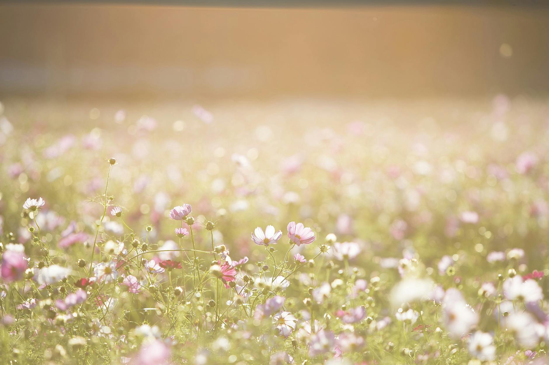 pink and purple flower field